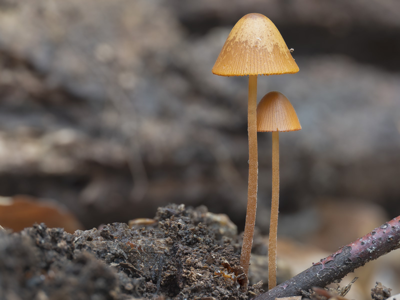Conocybe subpubescens